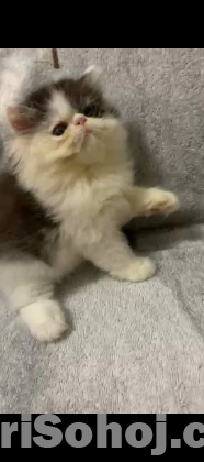 Exotic Male Cat